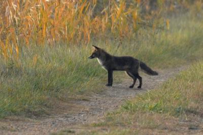 Renard roux Vulpes vulpes (Linnaeus, 1758)