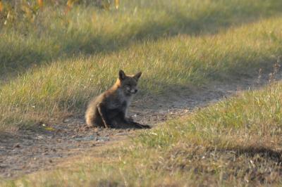 Renard roux Vulpes vulpes (Linnaeus, 1758)