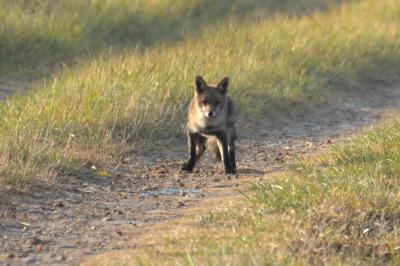 Renard roux Vulpes vulpes (Linnaeus, 1758)