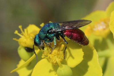 Guêpe-coucou Chrysididae Latreille, 1802