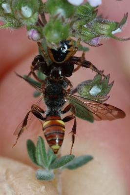  Nomada Scopoli, 1770