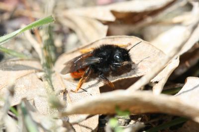  Osmia cornuta (Latreille, 1805)