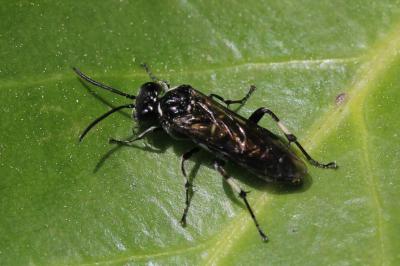  Macrophya Dahlbom, 1835
