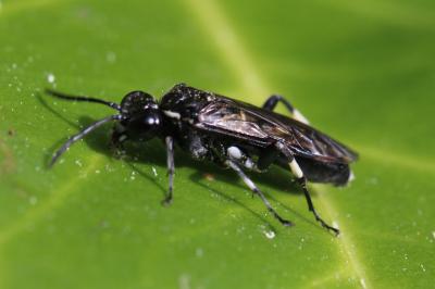  Macrophya Dahlbom, 1835