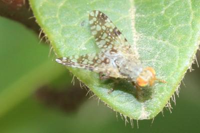  Tephritis conura (Loew, 1844)