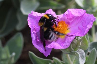 Bourdon des jardins Bombus hortorum (Linnaeus, 1760)