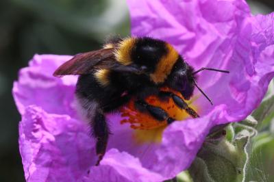Bourdon des jardins Bombus hortorum (Linnaeus, 1760)