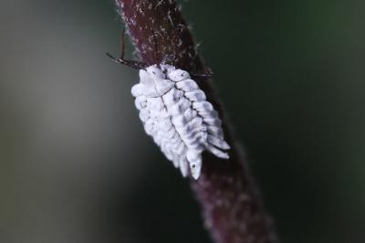  Ortheziidae Amyot & Audinet-Serville, 1843