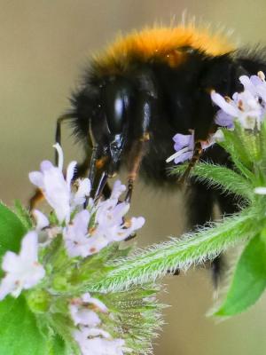 Bourdon des arbres Bombus hypnorum (Linnaeus, 1758)