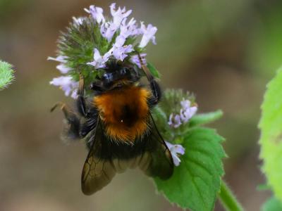 Bourdon des arbres Bombus hypnorum (Linnaeus, 1758)