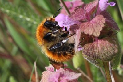 Bourdon des champs Bombus pascuorum (Scopoli, 1763)