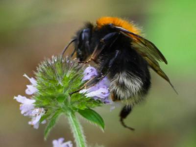 Bourdon des arbres Bombus hypnorum (Linnaeus, 1758)