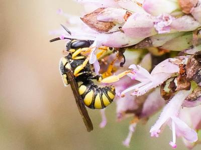  Stelis signata (Latreille, 1809)