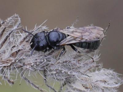 Ceratine commune Ceratina cucurbitina (Rossi, 1792)