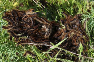 Franconienne (La) Malacosoma franconicum (Denis & Schiffermüller, 1775)
