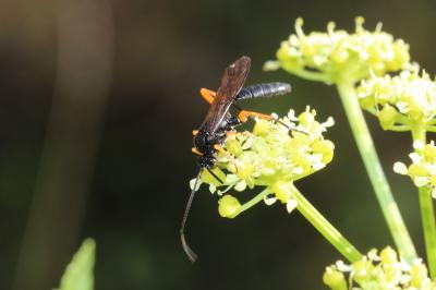  Pimpla rufipes (Miller, 1759)