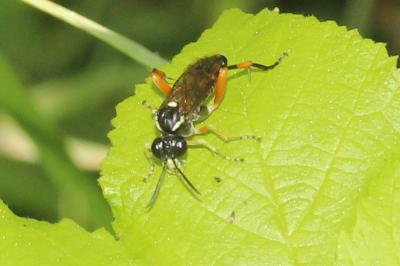  Tenthredinidae Latreille, 1903