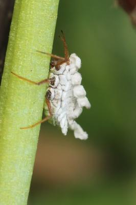  Orthezia urticae (Linnaeus, 1758)