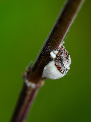 Cochenille australienne Icerya purchasi Maskell, 1879