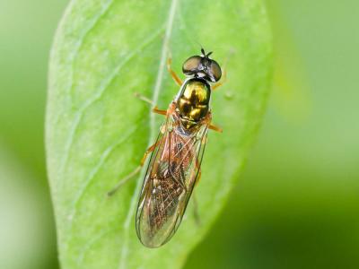  Sargus bipunctatus (Scopoli, 1763)