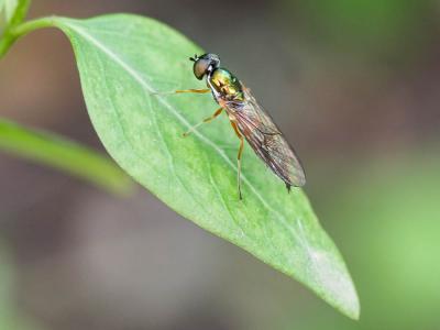  Sargus bipunctatus (Scopoli, 1763)