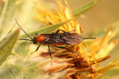  Braconidae Nees, 1811