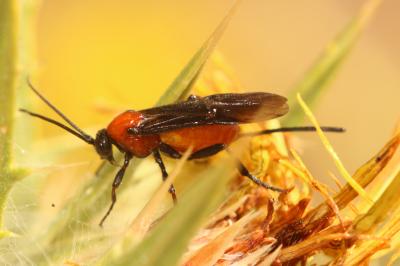  Braconidae Nees, 1811