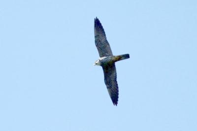 Faucon hobereau Falco subbuteo Linnaeus, 1758