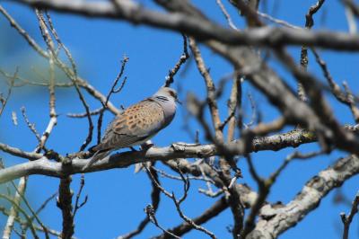 Tourterelle des bois Streptopelia turtur (Linnaeus, 1758)