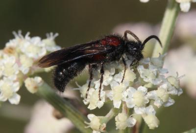  Mutilla europaea Linnaeus, 1758