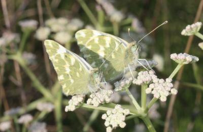 Marbré-de-vert (Le), Piéride du Réséda (La), Marbr Pontia daplidice (Linnaeus, 1758)