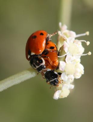 Coccinelle des friches Hippodamia variegata (Goeze, 1777)