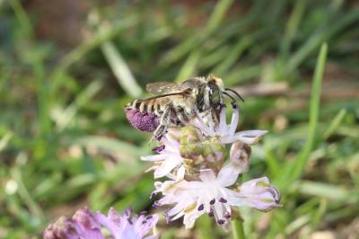  Megachile pilidens Alfken, 1924