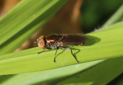 Riponnensia splendens (Meigen, 1822)