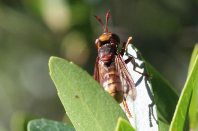  Conops vesicularis Linnaeus, 1760
