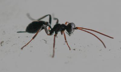  Ichneumonidae Latreille, 1802