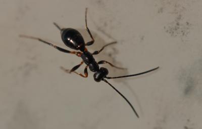  Ichneumonidae Latreille, 1802