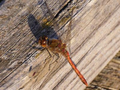 Sympétrum fascié (Le) Sympetrum striolatum (Charpentier, 1840)