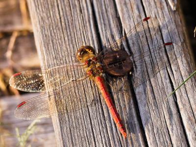 Sympétrum fascié (Le) Sympetrum striolatum (Charpentier, 1840)