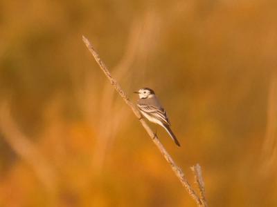 Bergeronnette grise Motacilla alba Linnaeus, 1758