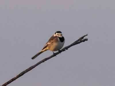 Bergeronnette grise Motacilla alba Linnaeus, 1758