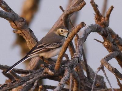Bergeronnette grise Motacilla alba Linnaeus, 1758