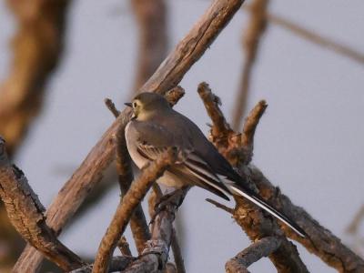 Bergeronnette grise Motacilla alba Linnaeus, 1758
