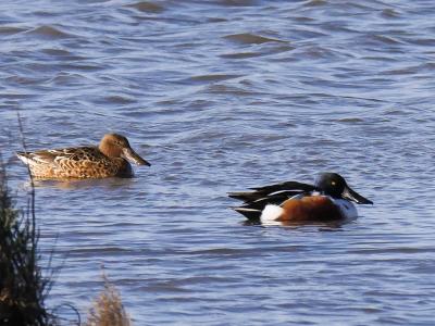 Canard souchet Spatula clypeata (Linnaeus, 1758)