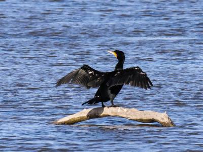 Grand Cormoran Phalacrocorax carbo sinensis (Shaw & Nodder, 1801)