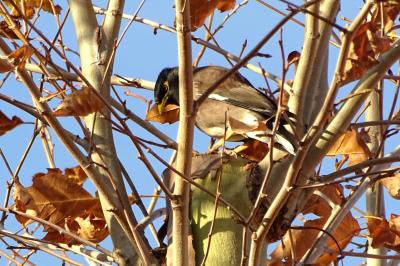 Merle des Moluques, Martin triste Acridotheres tristis (Linnaeus, 1766)