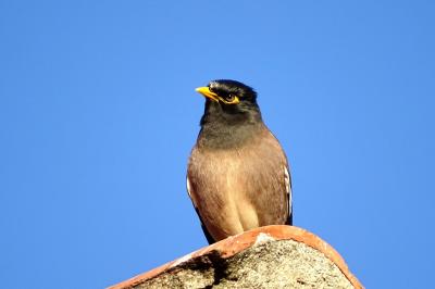 Merle des Moluques, Martin triste Acridotheres tristis (Linnaeus, 1766)