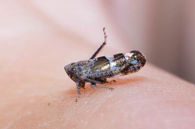  Stegelytra 