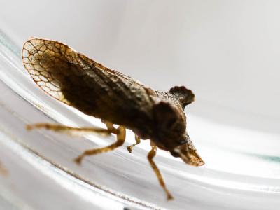 Grand Diable Ledra aurita (Linnaeus, 1758)