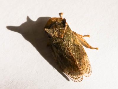 Grand Diable Ledra aurita (Linnaeus, 1758)